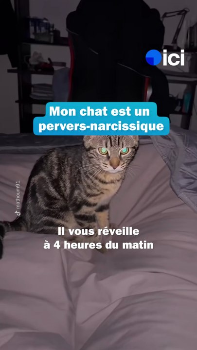 Votre chat est un pervers narcassique - les conseils du Dr Fabing