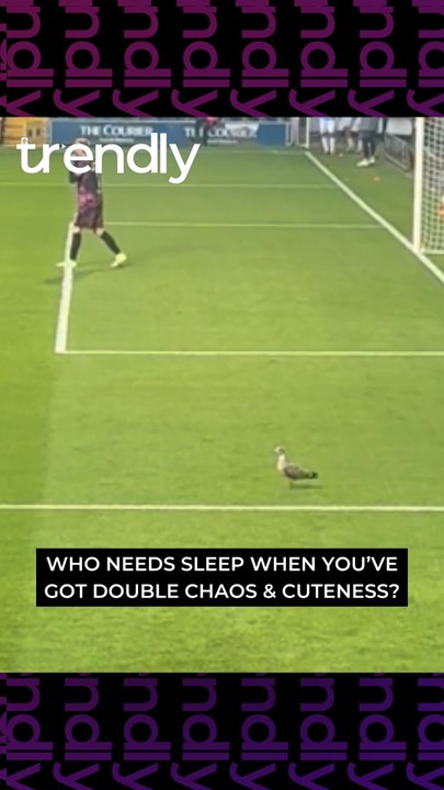Dundee United Fans Break Into Chants After Seagull Wanders Onto Pitch