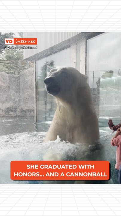 Polar Bear Dives and Pops Up Right in Front of Zoo Viewing Window