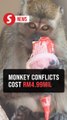 Going bananas: Conflicts involving monkeys costs RM4.99mil worth of losses in 5 years