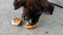 Adorable Puppy Having Food