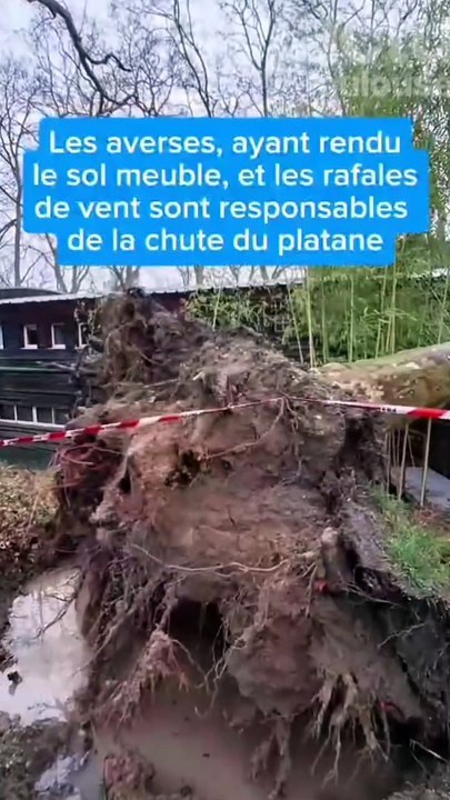 VIDÉO. Tempête Nils : un arbre tombe sur une péniche du canal du Midi en plein Toulouse
