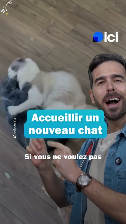Accueillir un nouveau chat - les conseils du véto