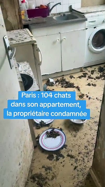 Paris : 104 chats découverts dans son appartement, la propriétaire condamnée