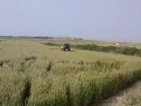 Fiat 70-66 DT Spraying the Wheat Tractor Part 2