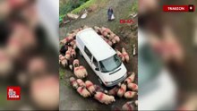 Trabzon’da koyunlar minibüsün etrafında dakikalarca döndü