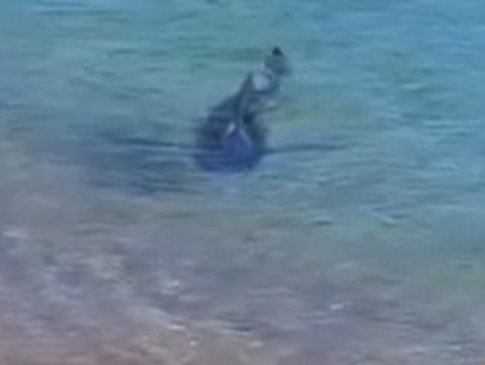 Ibiza: 2-Meter-Hai erschreckt Strandbesucher