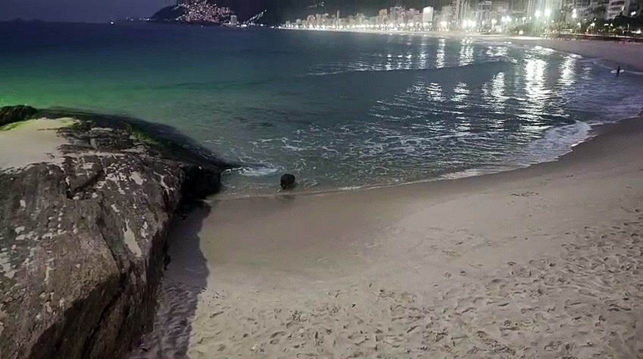 Capivara é flagrada em banho de mar no Arpoador