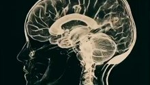 Scientific Video on Neuroscience