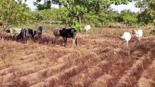 Région -  SINEMATIALI  /  Bahouakaha : Le sous-préfet invite les éleveurs à renforcer la surveillance des animaux
