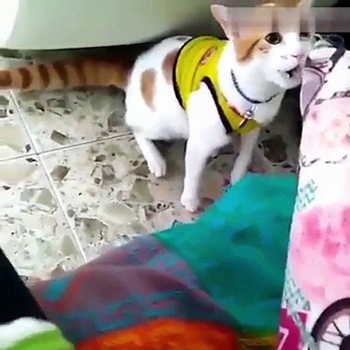 cats fun