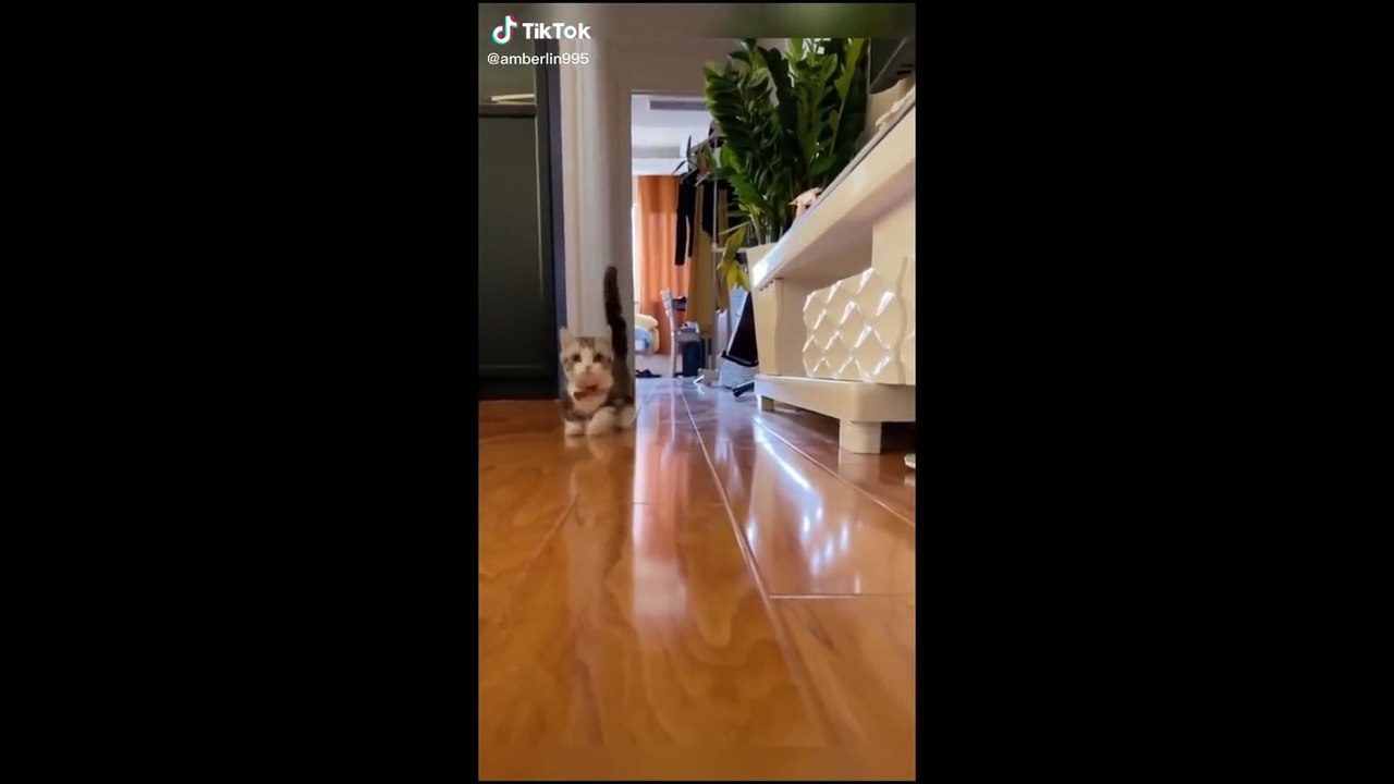 Funny pets