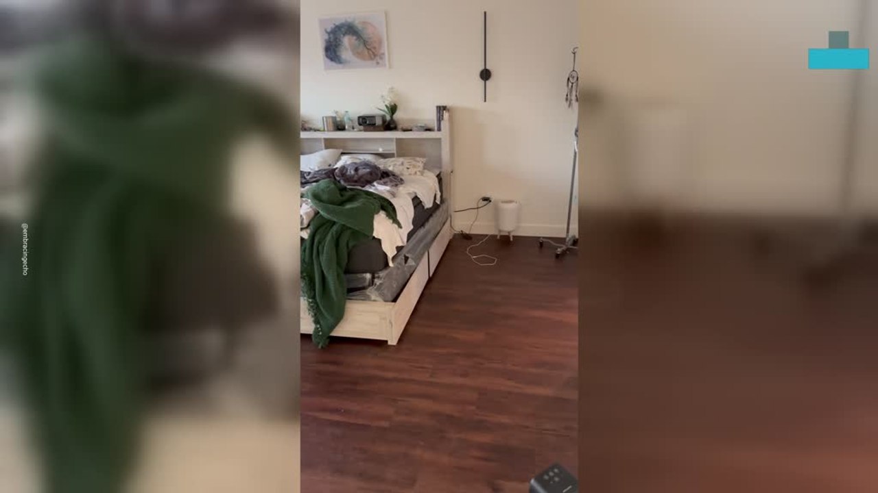Hilarious Dog Sneaks Onto Closet Shelf and Surprises Owner