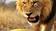 Lion Slaps Giant Lemon with One Paw 😂 | Funny Jungle Moment When a Lion Meets a Sour