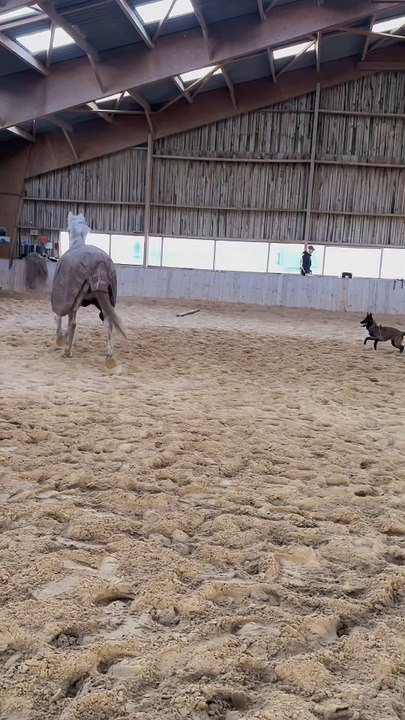 On applique notre calendrier du chien avec Sept, et elle progresse de jour en jour 🐕🤩. Si tu veux le tien : il est dans notre bio 💛🤌
