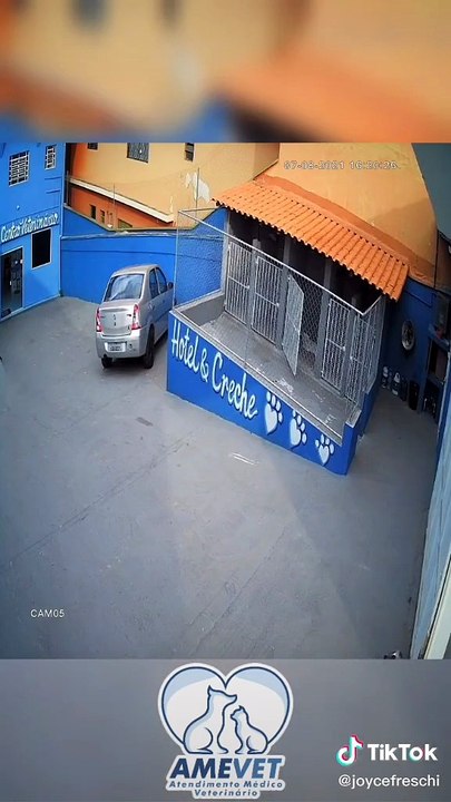 Pomba machucada surpreende ao buscar ajuda sozinha em veterinária