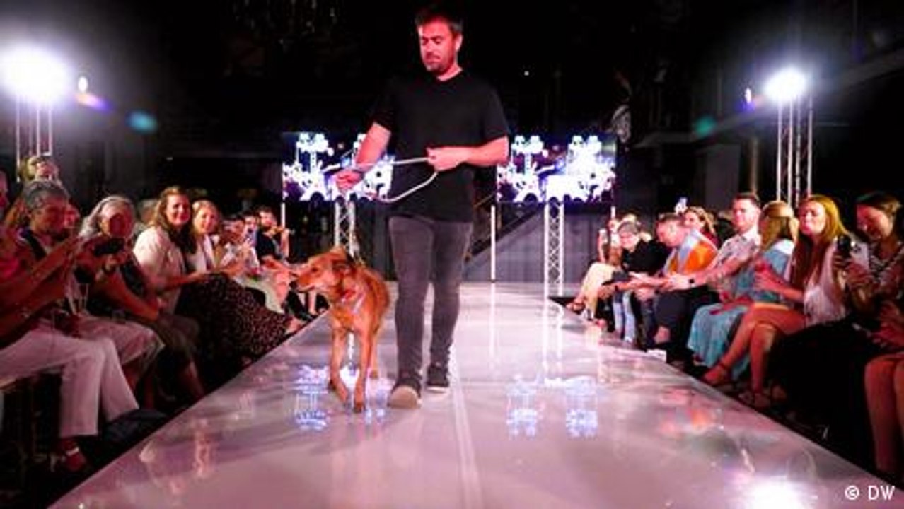 South Africa: Stray dogs turned catwalk supermodels