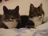 2 talking cats: Translation (parkay)