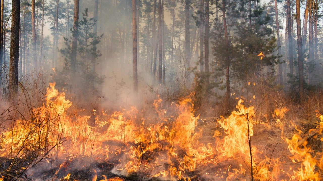 2025, el peor año de incendios forestales en España: una emergencia sin precedentes