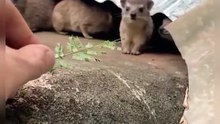 Cutest Baby Rock Hyrax Eating Snacks from Hand 🌿