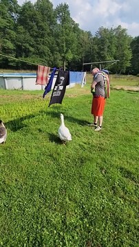 If you've never seen a goose supervise laundry detail, well, now you have. | #SparklegleamFarm #Lemongrab #Tooey #TheGinger #farm #geese #farmanimals #UNACCEPTABLE #cute