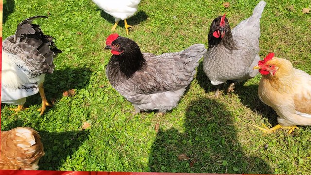 We have some glorious combs and wattles amongst our chicken population! | #SparklegleamFarm #Chicken #homestead #farmanimals #cute