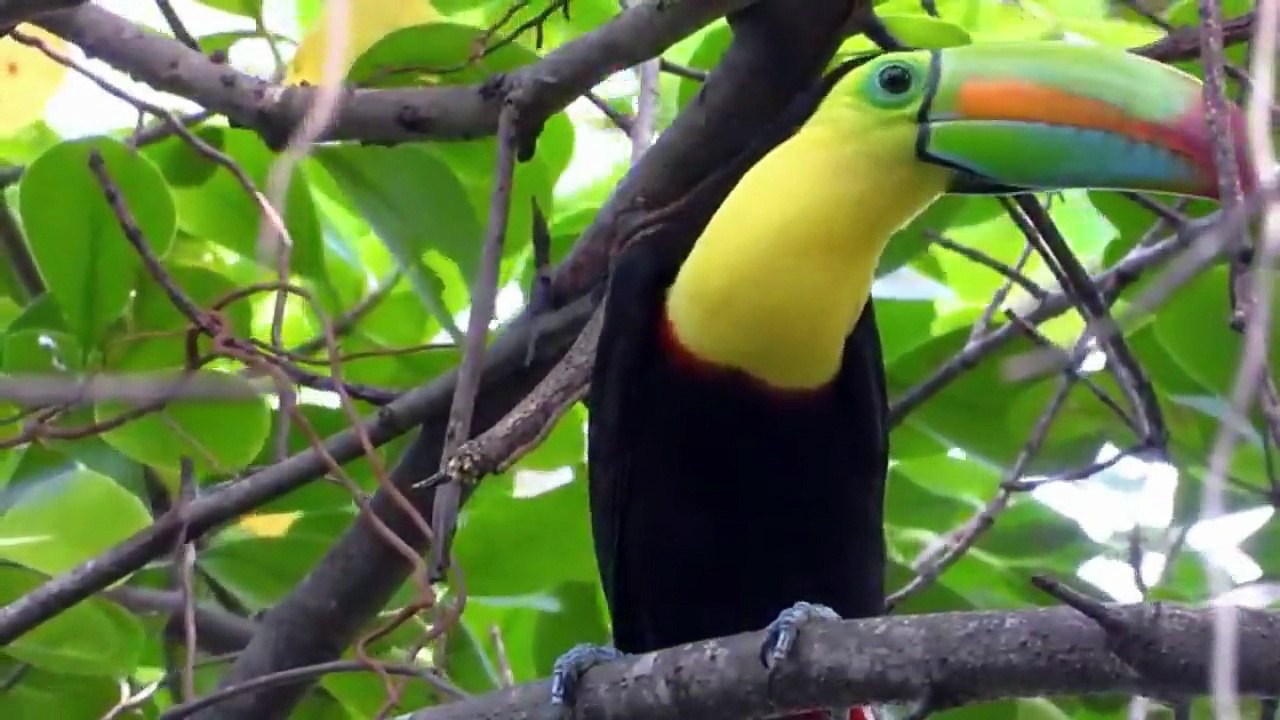 DEEP-IN THE AMAZON