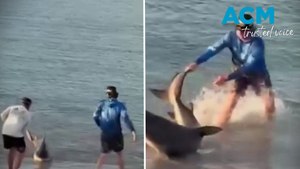 Boys wrestle bull shark to shore at Kurnell