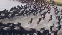 "the great animal migration phenomenon in Africa"