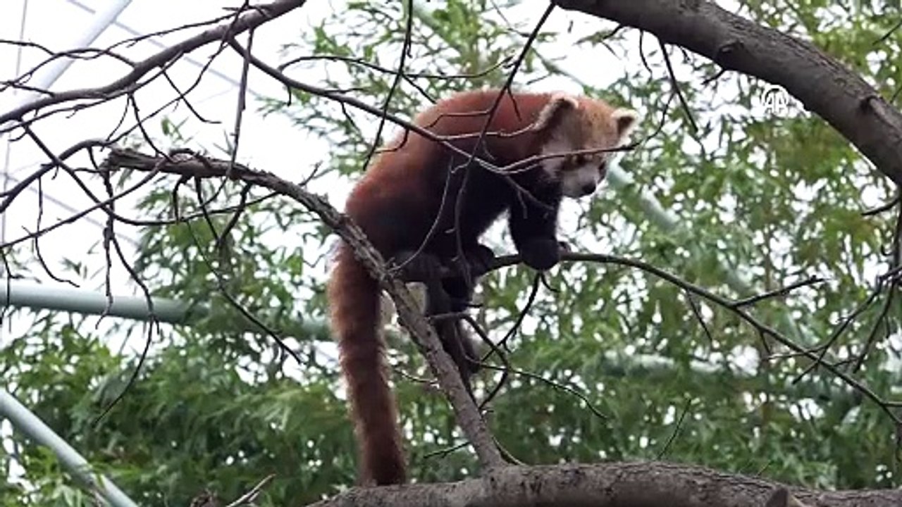 Bursa Hayvanat Bahçesi\'nde onu görenler baka kalıyor...