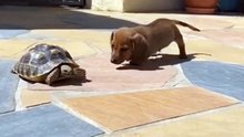 Dachshund Dog and Tortoise #dog #tortoise #kingdomofawais