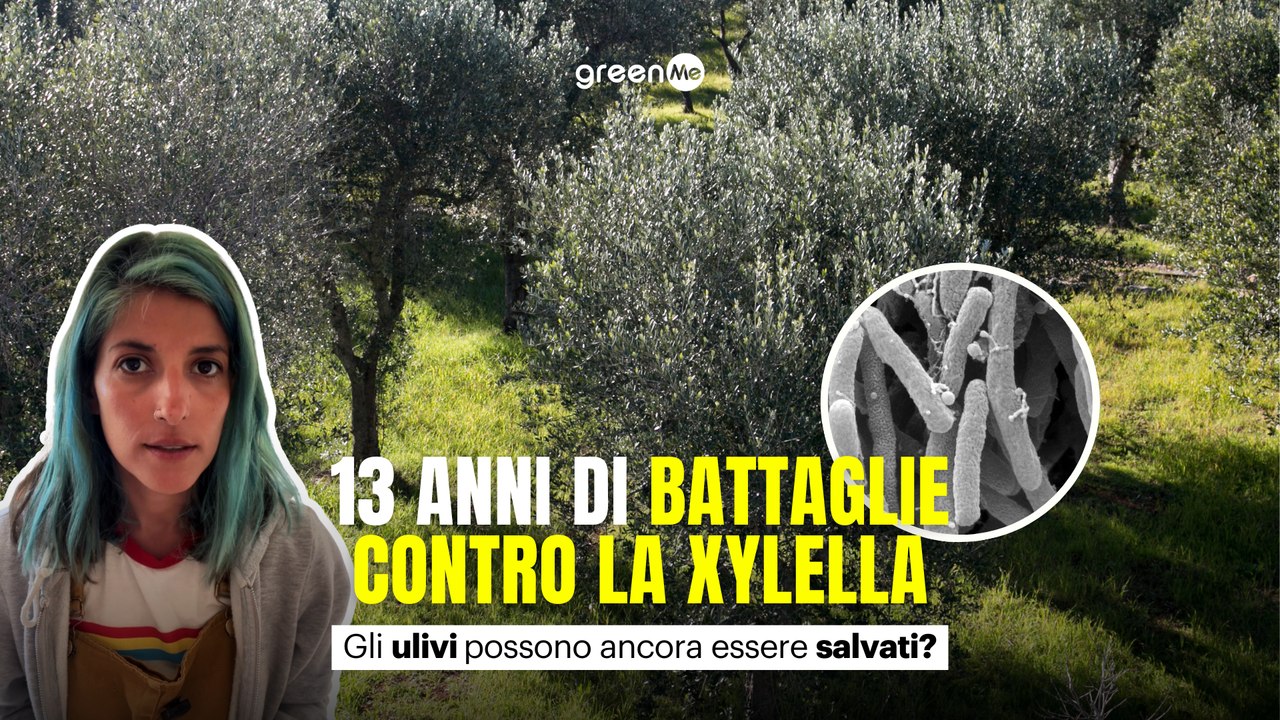 13 anni di battaglie contro la xylella