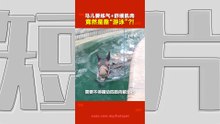 马年说马｜赛马为何要下水？揭秘马儿游泳训练