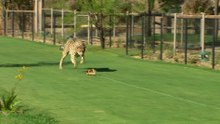 Cheetah Off Leash: 0-60 in 3.4s at San Diego Zoo Safari Park