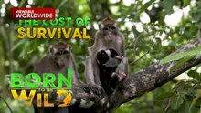 Pamumuhay ng mga katutubo sa paghuli ng wildlife sa kagubatan sa Cagayan Valley | Born To Be Wild