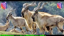 MARKHOR Defenders Are On The Rise? 13-02-2026