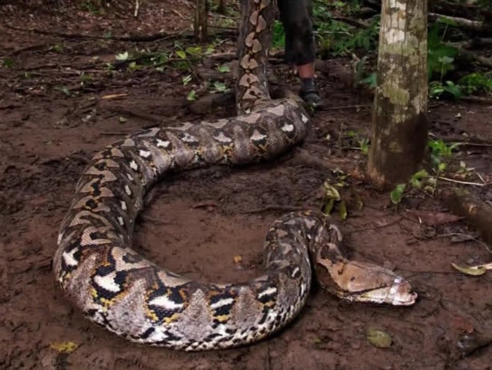Riesiger Python: Diese Schlange sprengt Rekorde