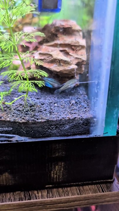 Sparkling Gourami Mating 👩‍❤️‍👨