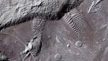 Fast 300 Millionen Jahre: Älteste Spuren von Reptilienhaut entdeckt