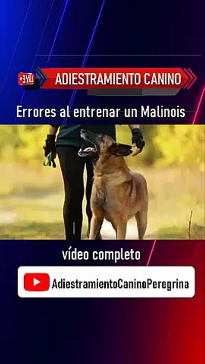 Errores al entrenar un Malinois