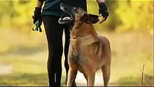 Errores al entrenar un Malinois
