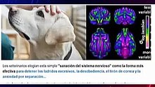 Relajación del Nervio Vago en perros