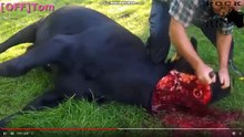 Extermination of animals - VCMP Farm
