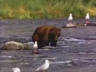 ALASKAN BROWN BEAR
