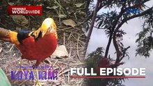 Ibong Adarna sa Antique?!; Babae, nalaglag ng puno! | Dami Mong Alam, Kuya Kim!