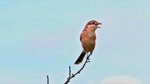 Red-backed shrike