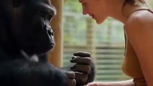 Interaction between a gorilla and a beautiful woman