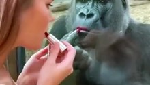 Interaction between a gorilla and a beautiful woman