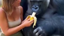 Interaction between a gorilla and a beautiful woman