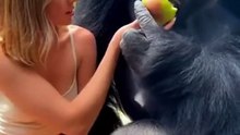 Interaction between a gorilla and a beautiful woman